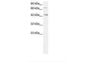 Image no. 1 for anti-Sema Domain, Immunoglobulin Domain (Ig), Transmembrane Domain (TM) and Short Cytoplasmic Domain, (Semaphorin) 4A (Sema4a) (AA 238-287) antibody (ABIN203284) (Sema4a antibody  (AA 238-287))