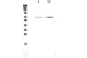 Western blot analysis of CLPX using anti-CLPX antibody . (CLPX antibody  (AA 337-574))