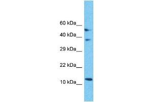 Western Blotting (WB) image for anti-Mitochondrial Ribosomal Protein S18C (MRPS18C) (C-Term) antibody (ABIN2791674)