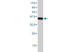 Western Blotting (WB) image for anti-RNA Binding Motif, Single Stranded Interacting Protein 3 (RBMS3) (AA 311-421) antibody (ABIN565367)