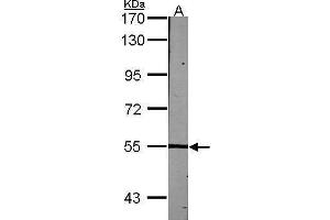 WB Image Sample (30 ug of whole cell lysate) A:NIH-3T3 7. (LCK antibody  (C-Term))
