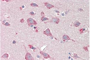 ABIN2613394 (5µg/ml) staining of paraffin embedded Human Cortex. (BMP1 antibody  (AA 284-296))