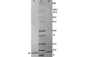 MIP1a Human Cytokine - SDS-PAGE. (CCL3 Protein)