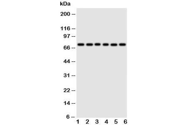 Splicing Factor 1 antibody  (N-Term)