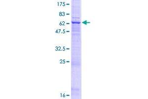 FUT6 Protein (AA 1-359) (GST tag)