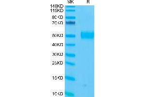 CD33 Protein (CD33) (AA 18-259) (His-Avi Tag)