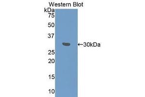 Western Blotting (WB) image for anti-Fibrinogen gamma Chain (FGG) (AA 166-416) antibody (ABIN1078033) (FGG antibody  (AA 166-416))