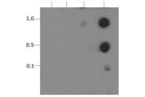 Dot Blot of Rabbit Histone H3 [p Thr11] Antibody.