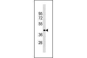 ZCCHC3 Antibody (Center) (ABIN1882007 and ABIN2843227) western blot analysis in HepG2 cell line lysates (35 μg/lane). (ZCCHC3 antibody  (AA 210-238))