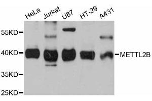Western blot analysis of extracts of various cell lines, using METTL2B antibody (ABIN5998218) at 1:3000 dilution.