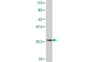 Western Blot detection against Immunogen (34. (HIST1H4H antibody  (AA 31-103))