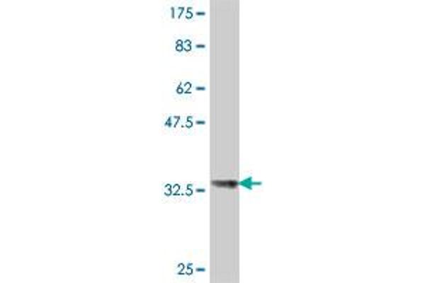 HIST1H4H antibody  (AA 31-103)
