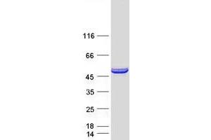Validation with Western Blot