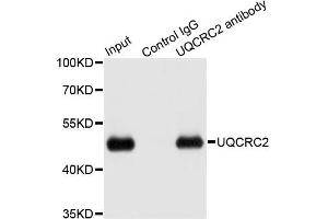 Immunoprecipitation analysis of 200ug extracts of HepG2 cells using 1ug UQCRC2 antibody. (UQCRC2 antibody)