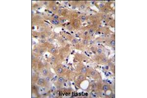 TRPM8 Antibody immunohistochemistry analysis in formalin fixed and paraffin embedded human liver tissue followed by peroxidase conjugation of the secondary antibody and DAB staining.