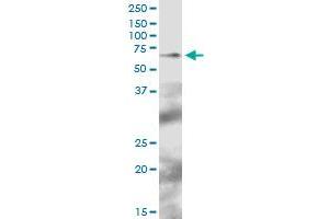 TFCP2 MaxPab polyclonal antibody. (TFCP2 antibody  (AA 1-502))