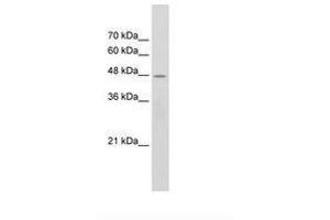 Image no. 2 for anti-Cholinergic Receptor, Nicotinic, beta 2 (Neuronal) (CHRNB2) (AA 155-204) antibody (ABIN203338) (CHRNB2 antibody  (AA 155-204))