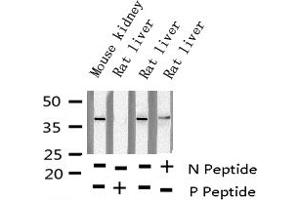 Western blot analysis of Phospho-JunD (Ser255) expression in various lysates (JunD antibody  (pSer255))