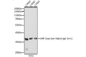 Western blot analysis of extracts of HeLa cells, using HRP Goat Anti-Rabbit IgG (H+L) antibody (ABIN3020597) at 1:4000-1:10000 dilution. (Goat anti-Rabbit IgG Antibody (HRP))