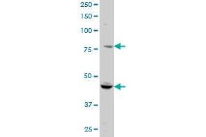 RUFY1 monoclonal antibody (M01), clone 3A5 Western Blot analysis of RUFY1 expression in HeLa . (RUFY1 antibody  (AA 376-474))