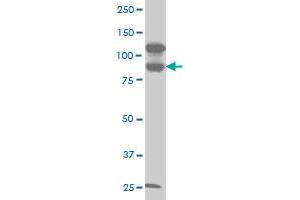 KSR2 monoclonal antibody (M06), clone 5E9 Western Blot analysis of KSR2 expression in A-431 . (KSR2 antibody  (AA 411-500))