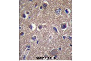 ANKS1B Antibody (Center) (ABIN657360 and ABIN2846410) immunohistochemistry analysis in formalin fixed and paraffin embedded human brain tissue followed by peroxidase conjugation of the secondary antibody and DAB staining. (ANKS1B antibody  (AA 570-599))