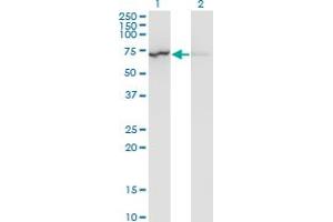 Western Blot analysis of LMNB1 expression in transfected 293T cell line by LMNB1 monoclonal antibody (M01), clone 4B10.