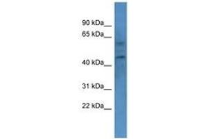 Image no. 1 for anti-Cannabinoid Receptor 1 (CNR1) (AA 73-122) antibody (ABIN6749772) (CNR1 antibody  (AA 73-122))