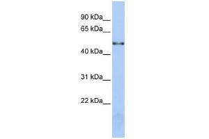 NOVA1 antibody used at 1 ug/ml to detect target protein. (NOVA1 antibody  (Middle Region))