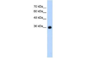 WB Suggested Anti-GABRG2 Antibody Titration:  1. (GABRG2 antibody  (C-Term))