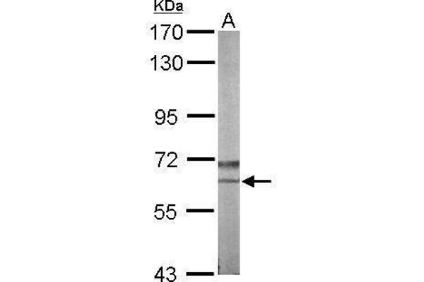 Nemo-Like Kinase antibody