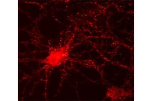 Indirect immunohystochemistry of a rat hippocampus section (dilution 1 : 500). (Slc30a3 antibody  (AA 2-75))