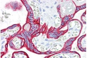 Anti-KRT7 / Cytokeratin 7 antibody IHC staining of human placenta. (Cytokeratin 7 antibody)