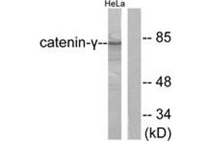 Western blot analysis of extracts from HeLa cells, using Catenin-gamma Antibody. (JUP antibody  (AA 696-745))