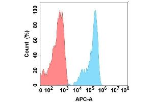 Flow cytometry analysis with Anti- on Expi293 cells transfected with human (Blue histogram) or Expi293 transfected with irrelevant protein (Red histogram). (FZD10 antibody)