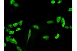 Immunofluorescence (IF) image for anti-phosphoglycerate Dehydrogenase (PHGDH) (AA 1-533) antibody (ABIN565240)