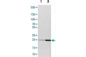 Western blot analysis of cell lysates with NDRG3 polyclonal antibody  at 1:250-1:500 dilution.