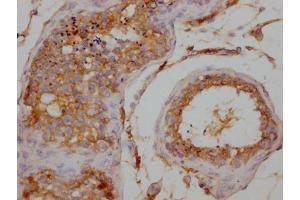 IHC image of ABIN7175851 diluted at 1:200 and staining in paraffin-embedded human testis tissue performed on a Leica BondTM system. (WISP2 antibody  (AA 24-250))