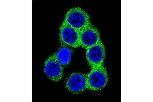 Confocal immunofluorescent analysis of EFNB2 Antibody (Center) (ABIN655599 and ABIN2845084) with 293 cell followed by Alexa Fluor 488-conjugated goat anti-rabbit lgG (green). (Ephrin B2 antibody  (AA 157-186))