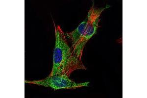 Immunofluorescence analysis of PANC-1 cells using INHA mouse mAb (green). (Inhibin alpha antibody)
