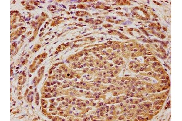 GPR77 antibody  (AA 2-19)