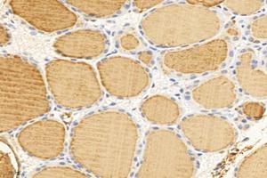 Immunohistochemistry analysis of paraffin-embedded mouse thyroid gland using TG (ABIN7075900) at dilution of 1: 6000 (Thyroglobulin antibody)