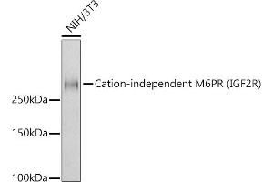 Western blot analysis of extracts of NIH/3T3 cells, using Cation-independent M6PR (IGF2R) antibody (ABIN7267905) at 1:1000 dilution. (IGF2R antibody)