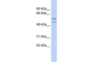 WB Suggested Anti-SOHLH2 Antibody Titration:  0. (SOHLH2 antibody  (Middle Region))