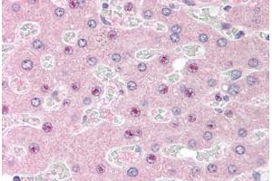 Human Liver (formalin-fixed, paraffin-embedded) stained with C14orf68 antibody ABIN298065 at 2. (SLC25A47 antibody  (AA 85-97))