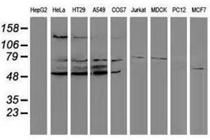 Image no. 2 for anti-Protein Phosphatase, Mg2+/Mn2+ Dependent, 1G (PPM1G) antibody (ABIN1500378) (PPM1G antibody)