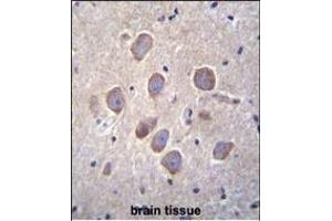 PCDHA8 Antibody (C-term) (ABIN655960 and ABIN2845346) immunohistochemistry analysis in formalin fixed and paraffin embedded human brain tissue followed by peroxidase conjugation of the secondary antibody and DAB staining. (PCDHa8 antibody  (C-Term))