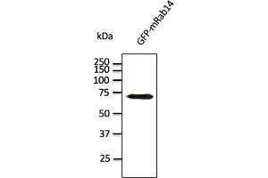 Western Blotting (WB) image for anti-RAB14, Member RAS Oncogene Family (RAB14) (C-Term) antibody (ABIN1439997) (RAB14 antibody  (C-Term))