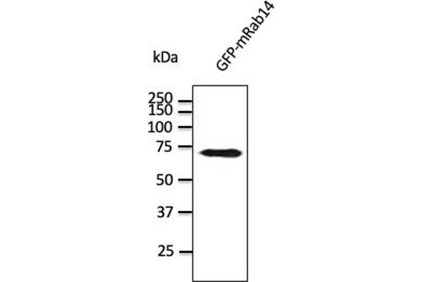 RAB14 antibody  (C-Term)