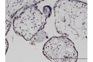 Immunoperoxidase of monoclonal antibody to MXD1 on formalin-fixed paraffin-embedded human placenta. (MXD1 antibody  (AA 60-149))
